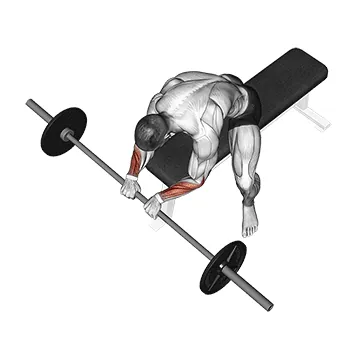 Barbell Reverse Wrist Curl