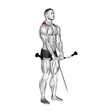 Cable Shrug