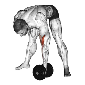 Dumbbell Standing Concentration Curl
